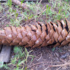Sugar pine cone