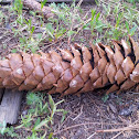 Sugar pine cone