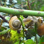 Burgundy snail, Roman snail, edible snail 