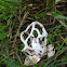 white basket fungus