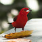 Brazilian tanager