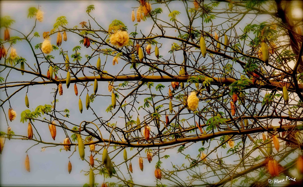 Kapok Tree Project Noah