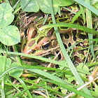 Leopard Frog (Northern)