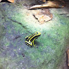 Three striped poison frog