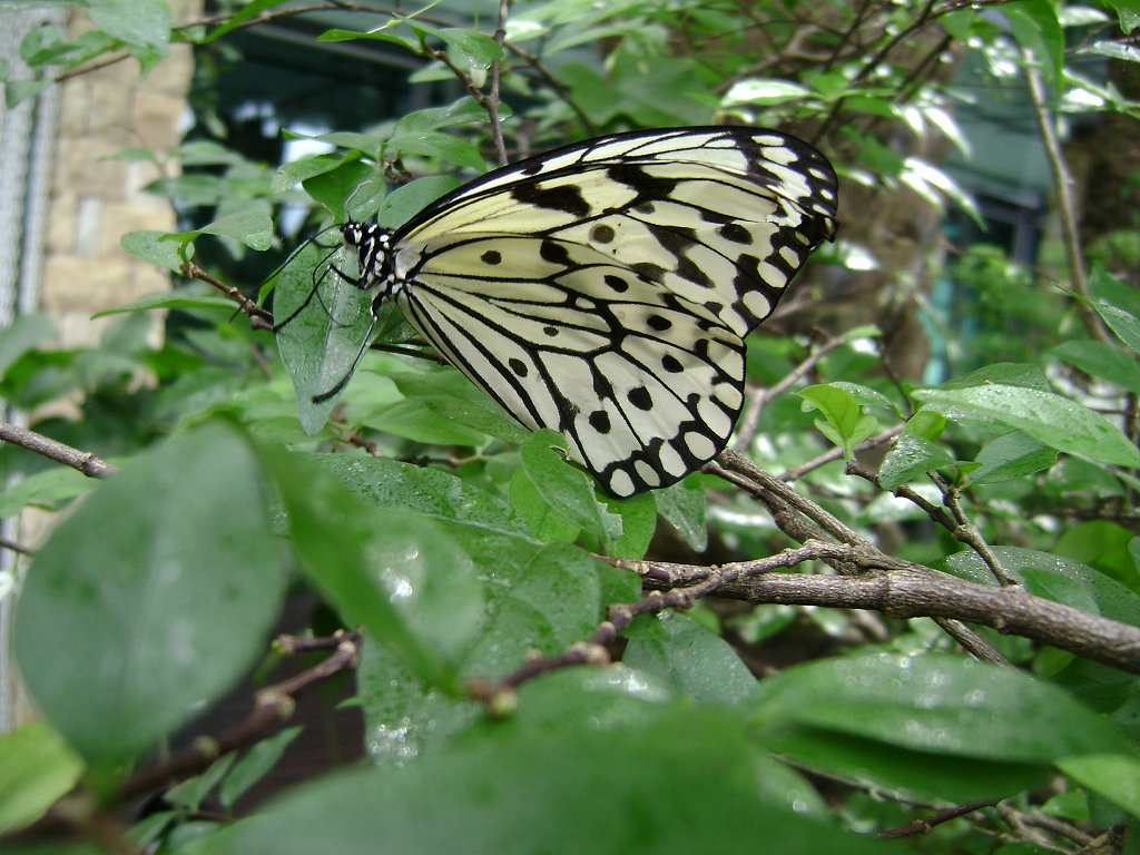 Rice Paper butterfly