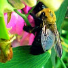 Carpenter Bee