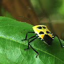 Yellow Stink Bug