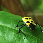 Yellow Stink Bug