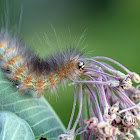 Saltmarsh Tiger Moth Caterpillar