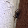 Eastern parson's spider
