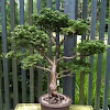 False Cypress Bonsai Tree