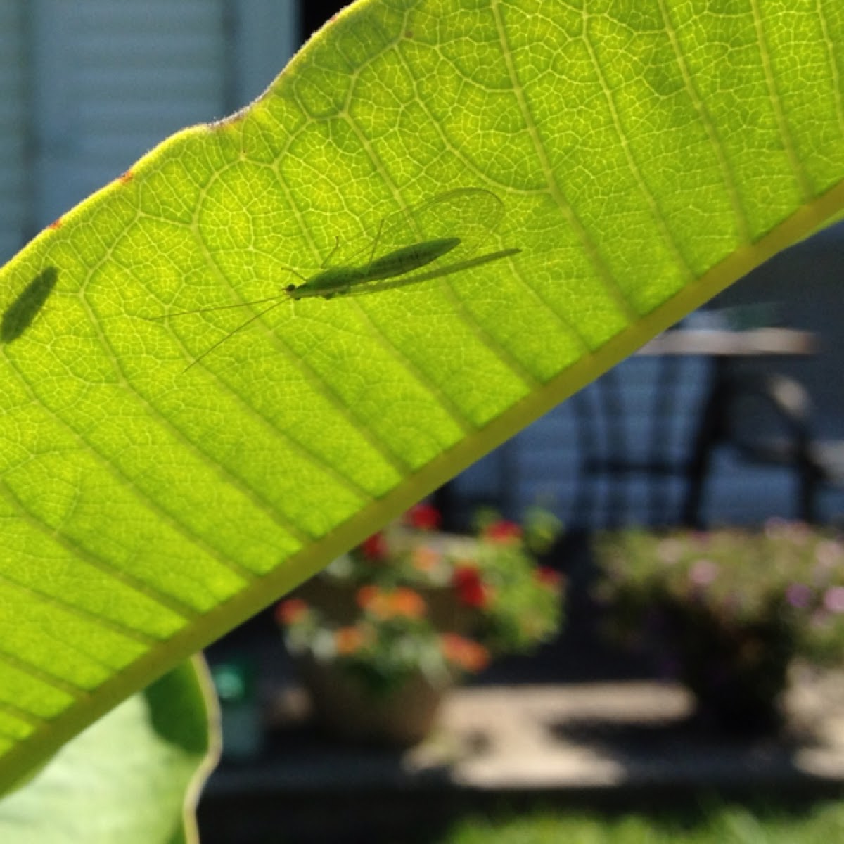 Green lacewing