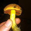 Red-mouth bolete