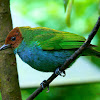 Bay headed tanager