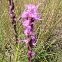 Dotted Blazing Star