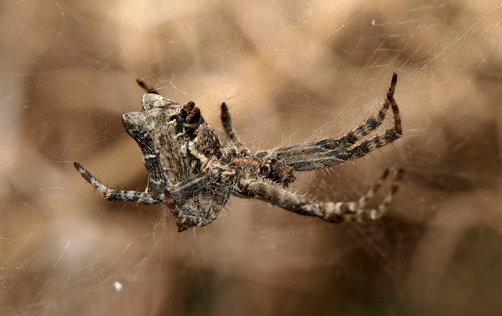 Araña (Tropical Ten-Web Spider)