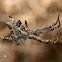 Araña (Tropical Ten-Web Spider)