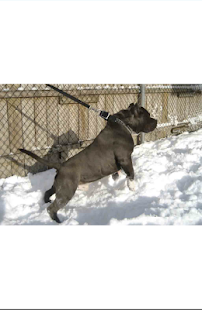 Pitbull Wallpapers Screenshots 10