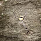 Multi-colored St.Andrews Cross Spider