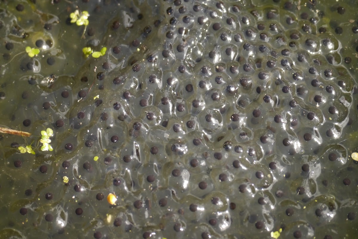 Tadpoles (of a common frog)