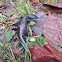 Northwestern Salamander