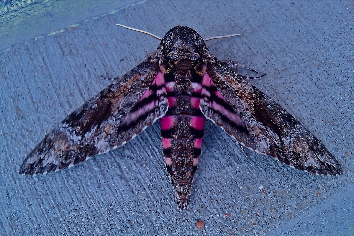 Carolina Pink Spotted Sphinx moth