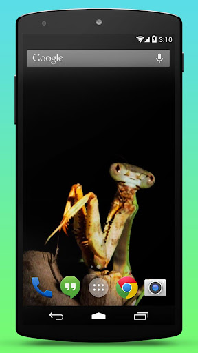 【免費個人化App】Praying Mantis Live Wallpaper-APP點子