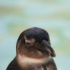 African Penguin (juvenile)