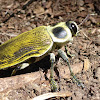 Giant Metallic Ceiba Borer