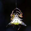Hasselt's spiny spider