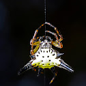 Hasselt's spiny spider