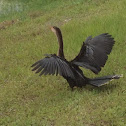 Anhinga