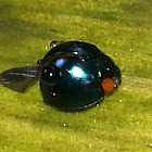 Metallic Blue Lady Beetle