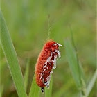 Hairy tarchon caterpillar