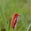 Hairy tarchon caterpillar