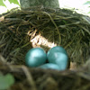 American Robin