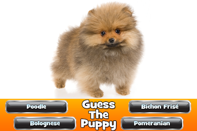 Guess The Puppy 2 Trivia Game poster 14