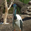 Jabiru (Black-necked Stork)