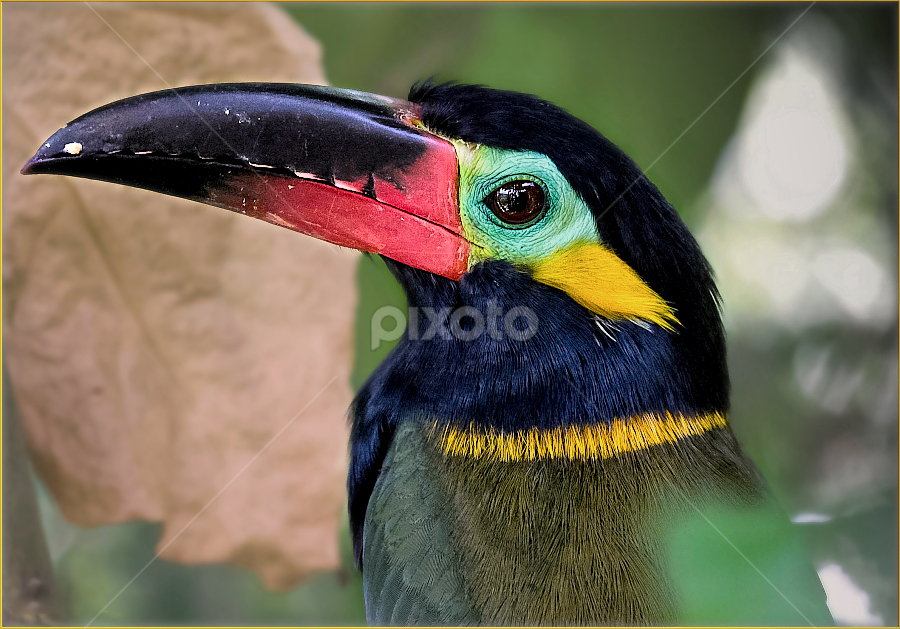 Guianan Toucanet Birds Animals Pixoto
