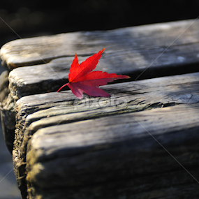 An Autumn Leaves by Leka Huie - Nature Up Close Leaves & Grasses