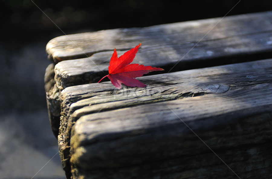 An Autumn Leaves by Leka Huie - Nature Up Close Leaves & Grasses
