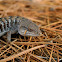 Alligator Lizard