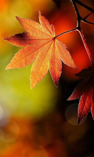 Maple Leaf Wallpaper