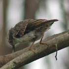 Varied Sitella