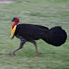 Australian Brush-turkey (male)