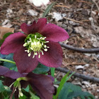 Hellebore