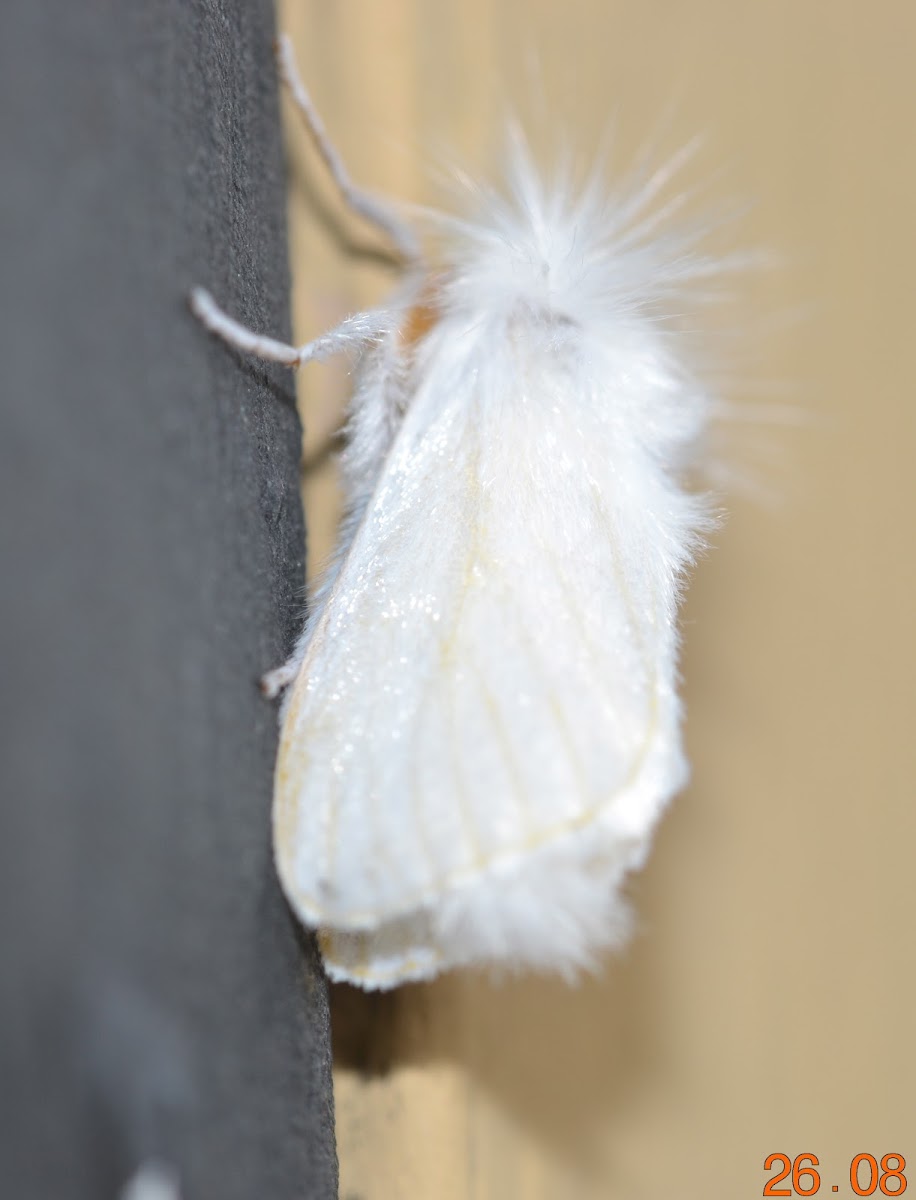 Swan Moth