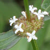 Purple-leaved Buttonweed
