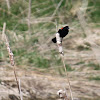 red-winged blackbird male