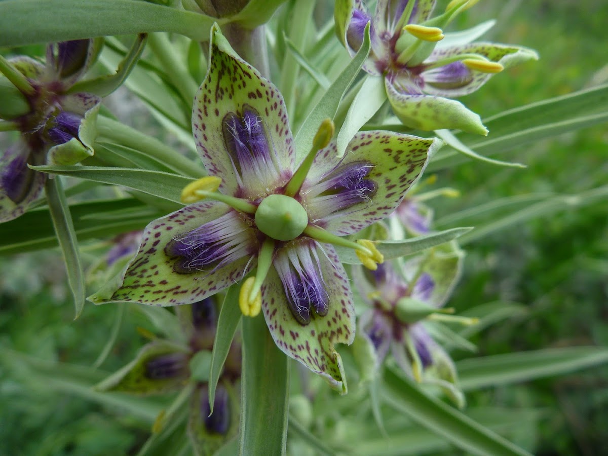 Passionflower species
